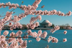 2021 Cherry Blossom Photographs Part 2